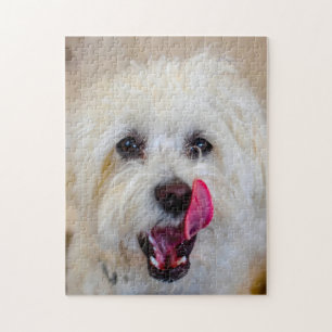 Maltezer hondenras. legpuzzel