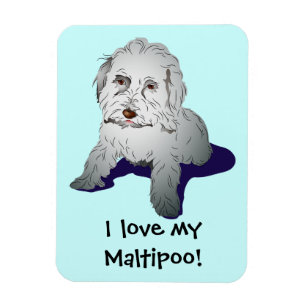 Maltipoo Cute Puppy Magneet