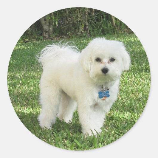 Maltipoo Sticker (Voorkant)