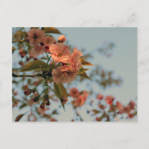 Malus Brandywine Crabapple Blossom Briefkaart