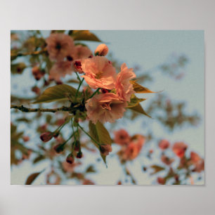 Malus Brandywine Crabapple Tree Spring Pink Bloom Poster