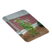 Malva Magneet (Rechterzijde)