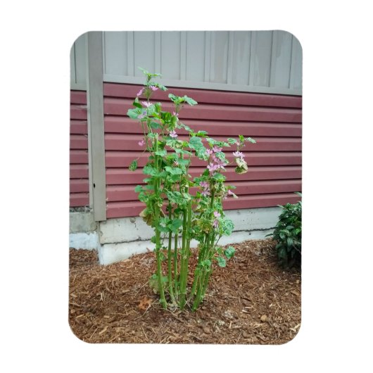 Malva Magneet (Verticaal)