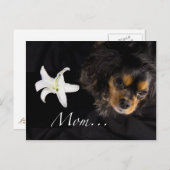Mam... Cavalier King Charles Spaniel Briefkaart (Voorkant / Achterkant)