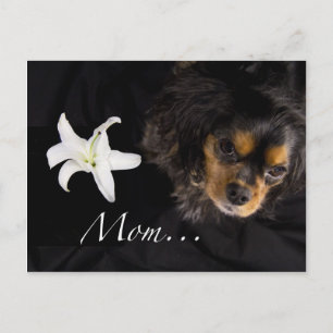 Mam... Cavalier King Charles Spaniel Briefkaart