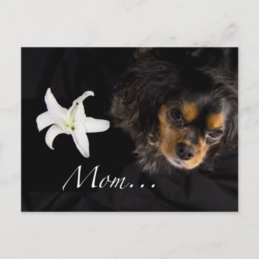 Mam... Cavalier King Charles Spaniel Briefkaart (Voorkant)