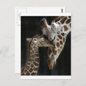 Mam en Baby Giraffe Knuffel Briefkaart (Voorkant / Achterkant)
