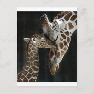 Mam en Baby Giraffe Knuffel Briefkaart