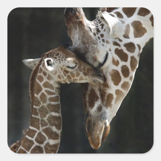 Mam en Baby Giraffe Knuffel Vierkante Sticker (Voorkant)