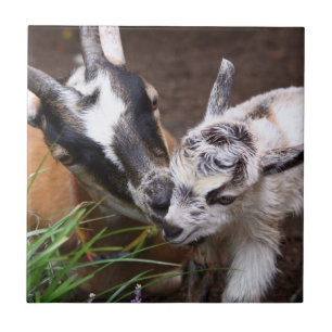 Mam en Baby Goat Tegeltje