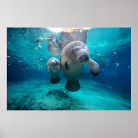 Mam en Baby Manatee (drie zusters pit)