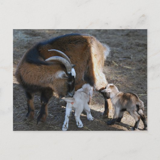 Mam en baby's briefkaart (Voorkant)