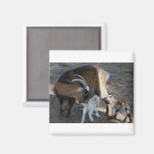 Mam en baby's magneet (Voorkant / Achterkant)