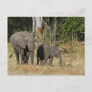 Mam en Happy Elephant Calf Briefkaart