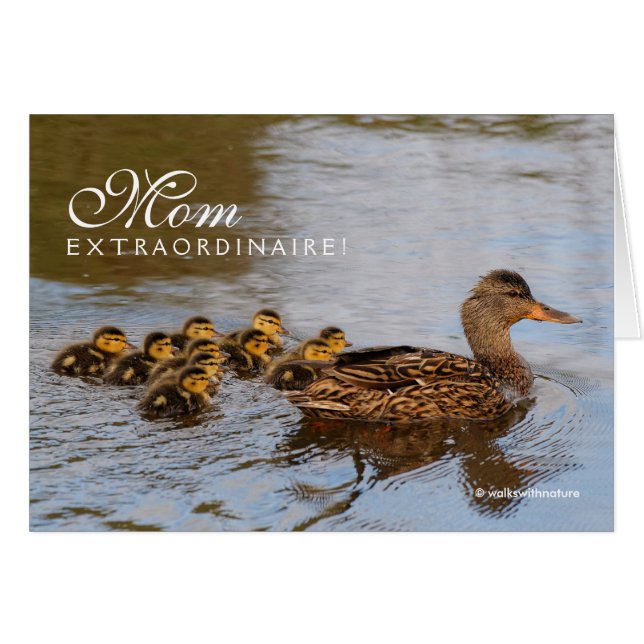 Mam Extraordinaire: één vaste Mallard Hen (Voorkant Horizontaal)