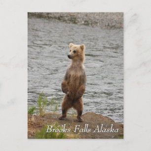 Mam, hallo, Brooks Falls Alaska Briefkaart
