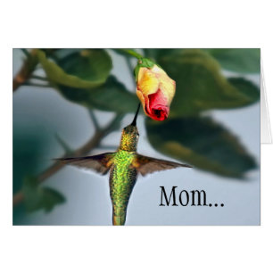 Mam Hummingbird