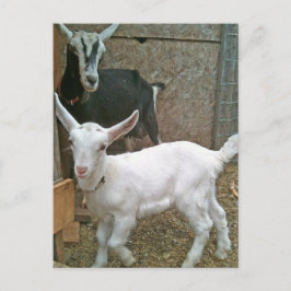 Mam Zoe met Little Daisy Briefkaart