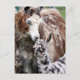 Mama & Baby Llama Kiss Briefkaart