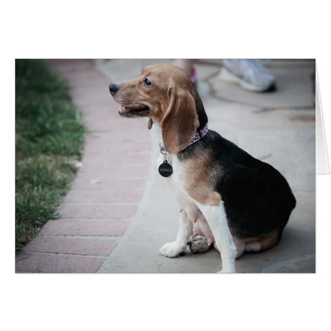 Mama Beagle (Voorkant Horizontaal)