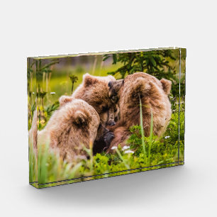 Mama beer verzorgt haar twee cubs, Lake Clark Nati Fotoblokken