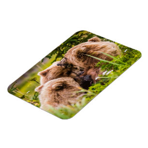 Mama beer verzorgt haar twee cubs, Lake Clark Nati Magneet