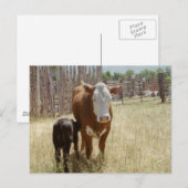 Mama Cow en Calf Briefkaart (Voorkant / Achterkant)