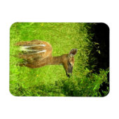 Mama Deer Browsing Magneet (Horizontaal)