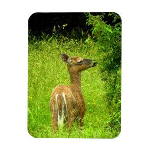Mama Deer Browsing Magneet