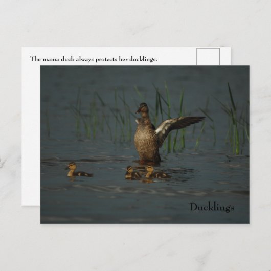 Mama Duck avec carte postale (Devant / Derrière)