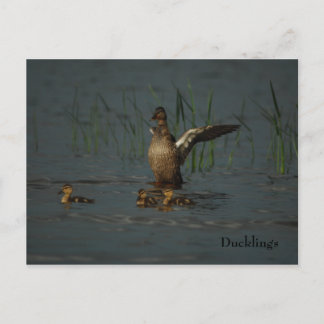 Mama Duck met Ducklings briefkaart
