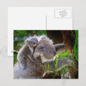 Mama en Baby Koalas Briefkaart (Voorkant / Achterkant)