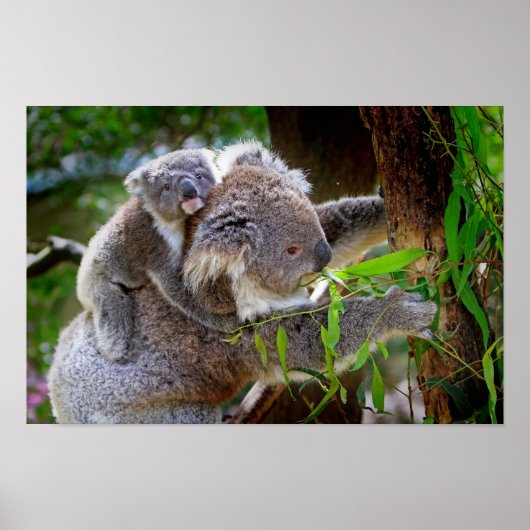Mama en Baby Koalas Poster (Voorkant)