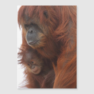 Mama en baby Orangutan