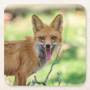 Mama Fox in de Hudson-vallei Vierkante Kartonnen Onderzetter