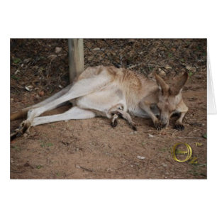 Mama Kangaroo met Joey in Pouch