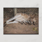 Mama Kangaroo met Joey in Pouch Briefkaart (Voorkant)