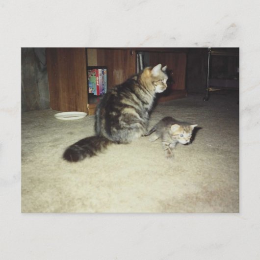 Mama kat met kitten briefkaart (Voorkant)