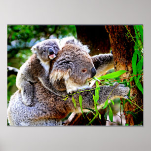Mama Koala and Baby Joey in a Tree Poster
