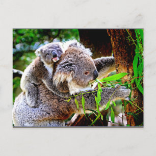 Mama Koala en Baby Joey in een boom Briefkaart