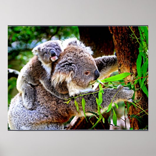 Mama Koala en Baby Joey in een boom Poster (Voorkant)