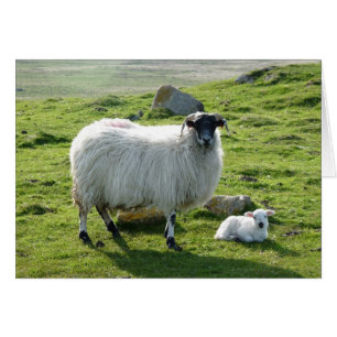 Mama Sheep en Lamb