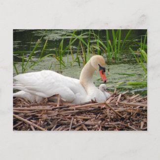 Mama Swan en Baby Briefkaart