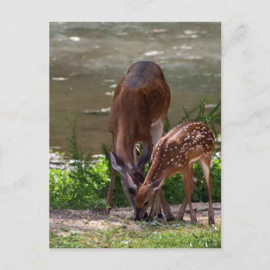 Mama Whitetail Deer en Fawn Briefkaart (Voorkant)