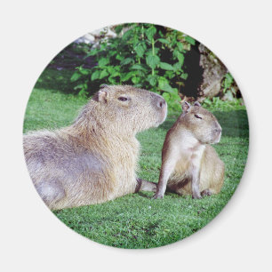 Maman de Capybara et aimant de fils