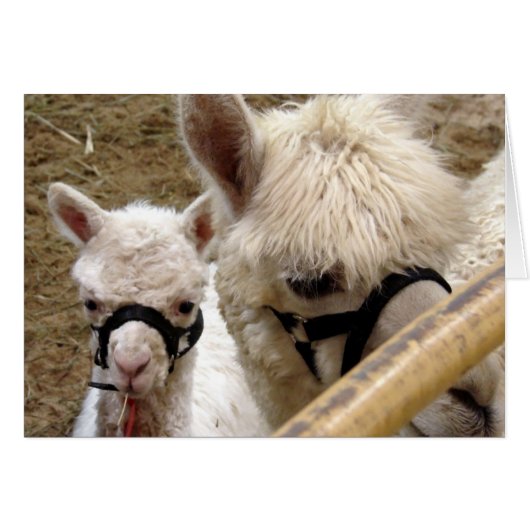 Maman et Cria (Devant horizontal)