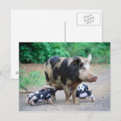 Maman et enfants - Carte postale Piggy (Devant / Derrière)