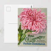 Maman Fleur Chrysanthemum Carte postale Vintage (Devant / Derrière)