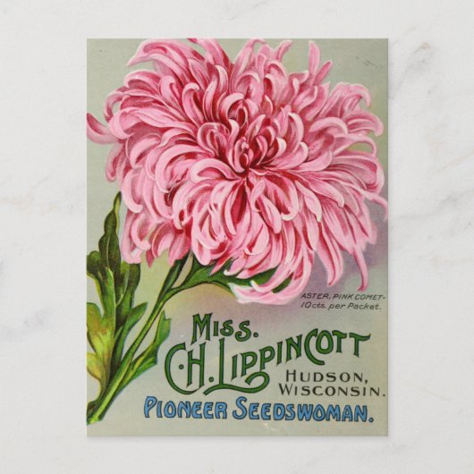 Maman Fleur Chrysanthemum Carte postale Vintage (Devant)