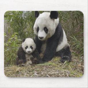 Mamans d'ours panda avec le tapis de souris de CUB